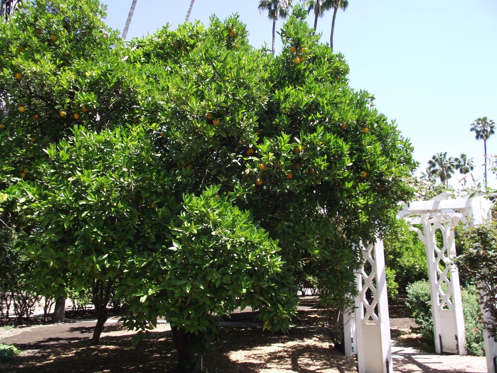 Oranger adulte au port arrondi et dense, chargé de fruits mûrs, en plein soleil