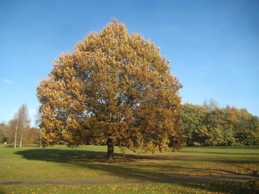 Grand chêne isolé dans un parc, silhouette arrondie caractéristique