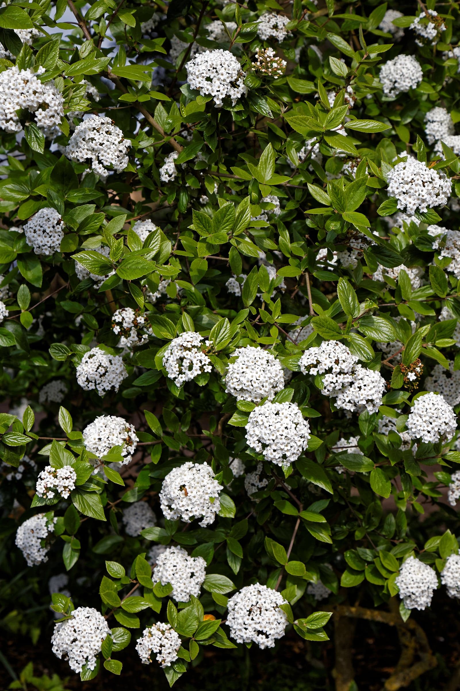 Viorne de Burkwood couverte de fleurs blanches, feuillage dense