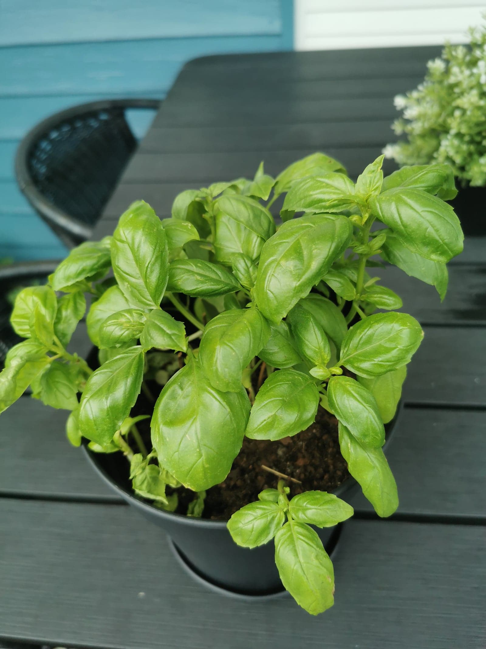 Plant de basilic touffu dans un pot, sur une table de jardin