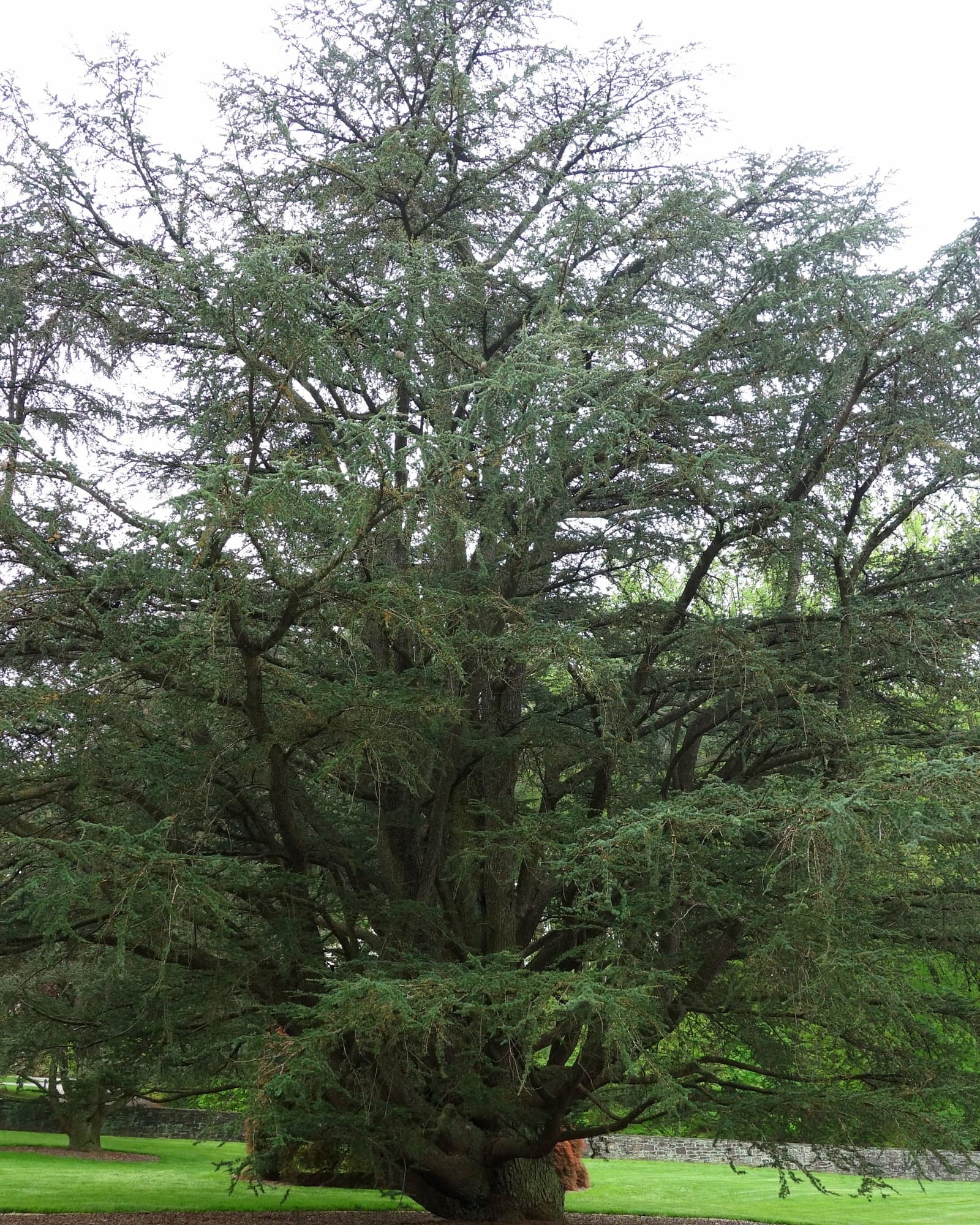 Cèdre de l'Atlas majestueux au port pyramidal, dans un jardin