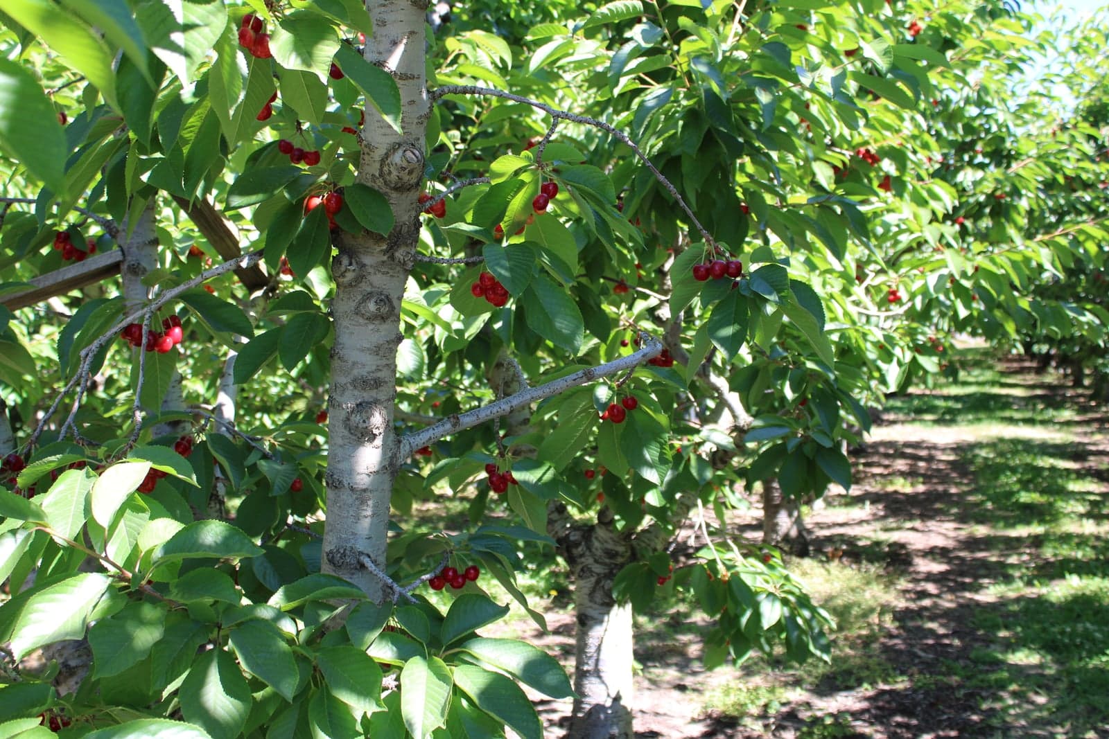 Cerisier chargé de cerises mûres dans un verger