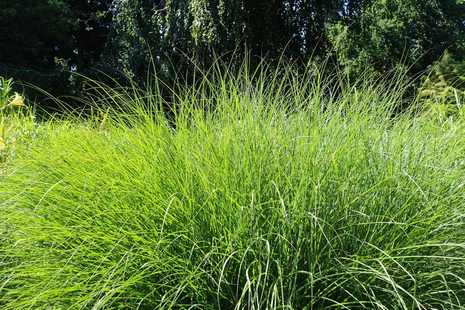 Touffe dense de graminée ornementale au feuillage fin et arqué