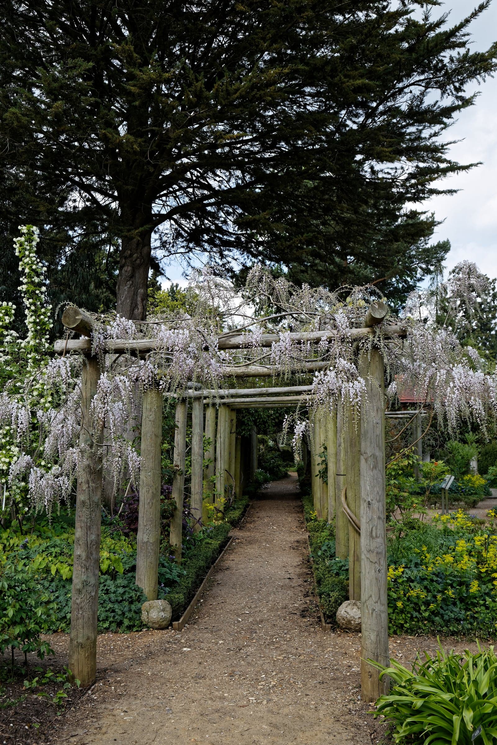 Allée de jardin sous une pergola en bois couverte de glycine en fleurs, bordée de massifs d'arbustes et de vivaces, sous un grand cèdre