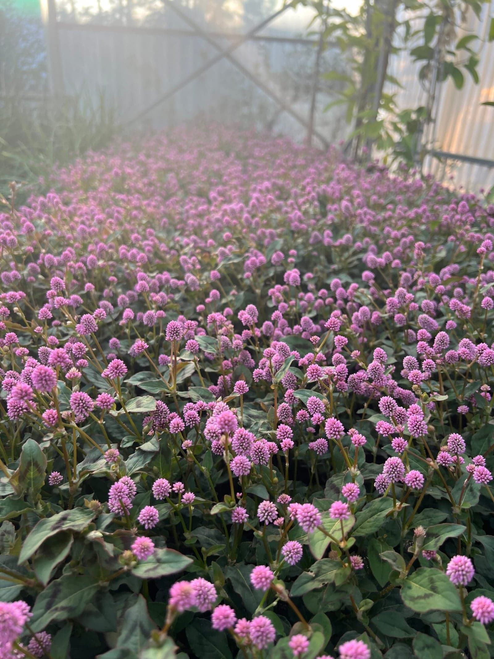Tapis dense de renouée couvre-sol en fleurs roses