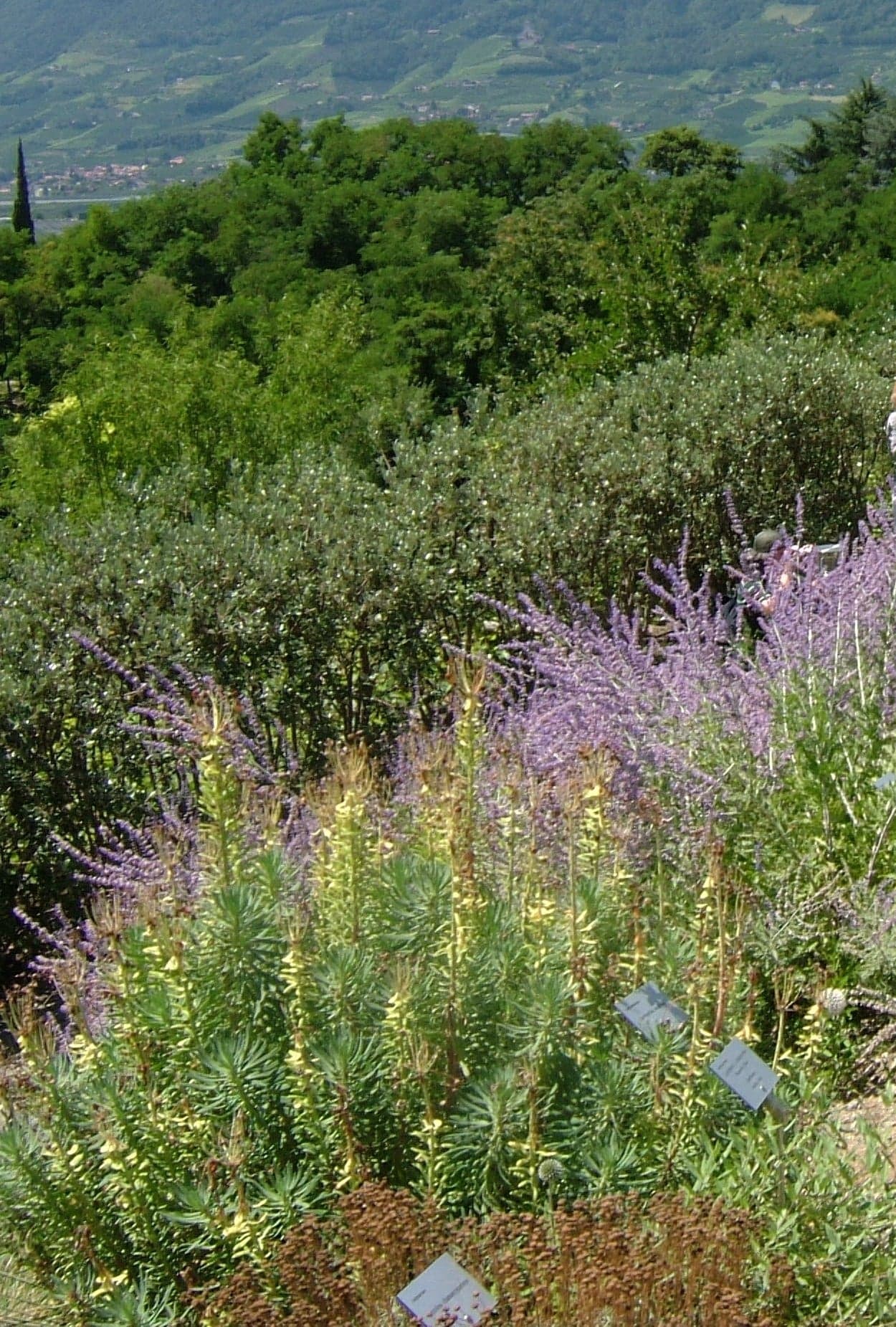 Massif de vivaces en fleurs, épis jaunes et bleu-violet, dans un jardin