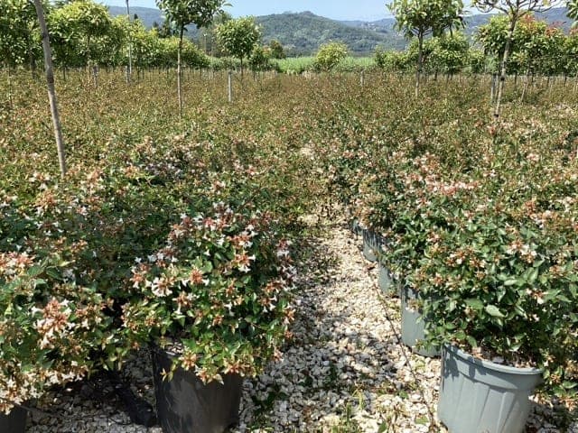 Abélia à grandes fleurs (Abelia grandiflora) — port arrondi et dense
