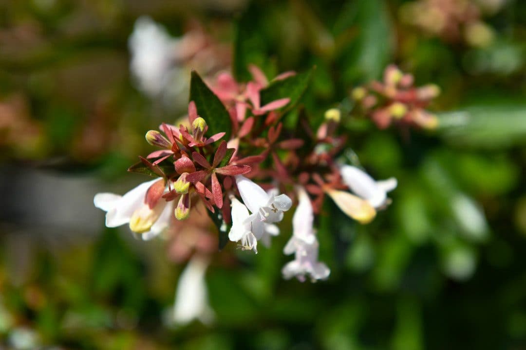 Abélia à grandes fleurs – Abelia grandiflora