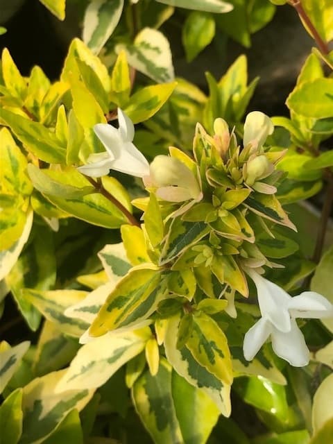 Abelia Grandiflora Kalidoscope — port arqué et buissonnant
