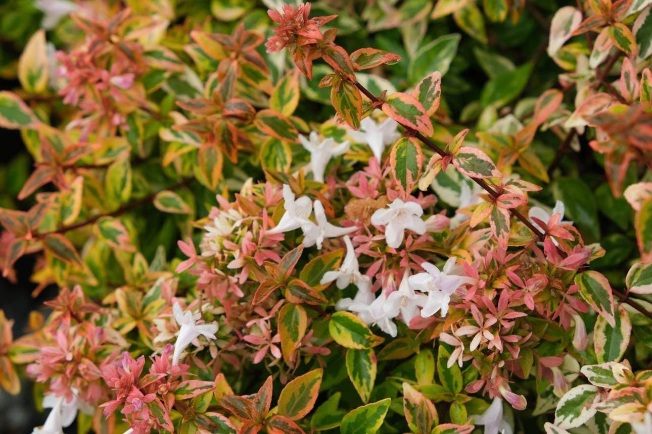 Abelia grandiflora 'Kaleidoscope'