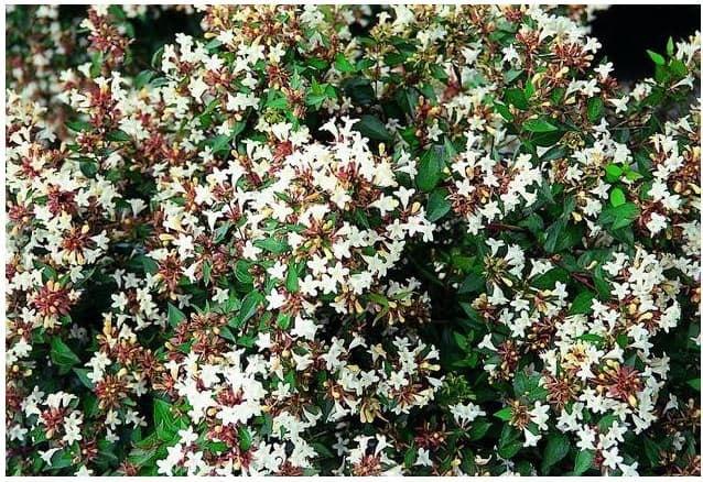 Abelia Grandiflora Prostata — port arqué et buissonnant