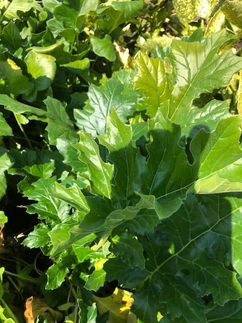 Acanthus Mollis — large touffe de feuilles