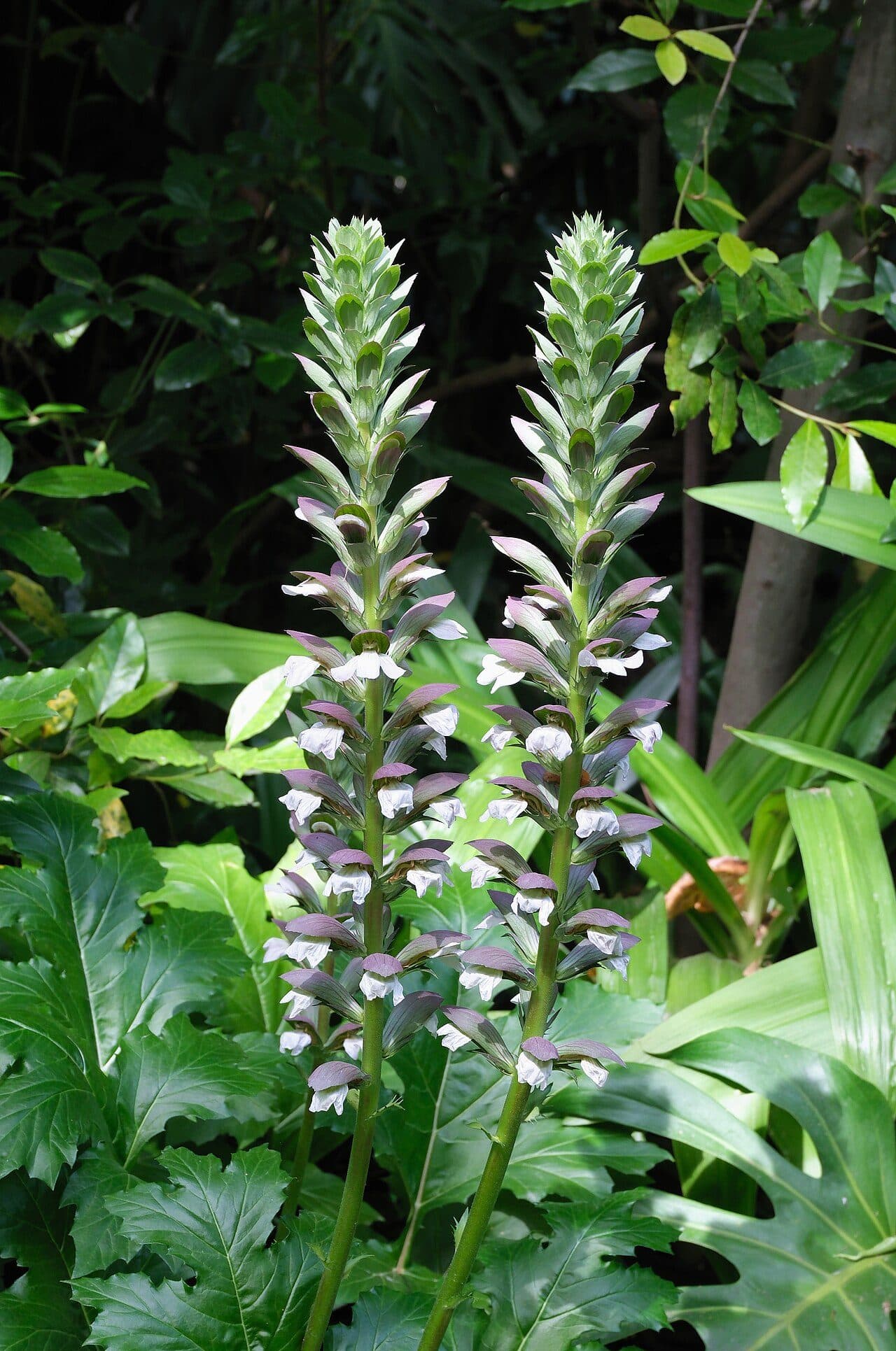 Acanthus mollis