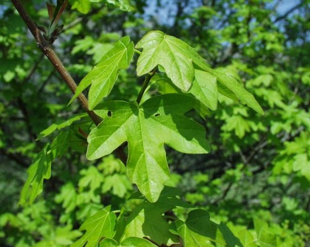 Erable champetre (Acer Campestre) — port arrondi, dense