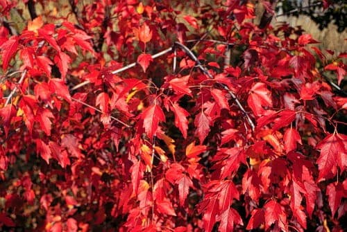Acer Ginnala 'Erable' — port buissonnant, souvent multitige