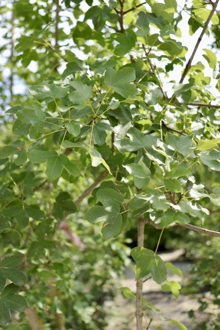 Acer monspessulanum – Érable de Montpellier