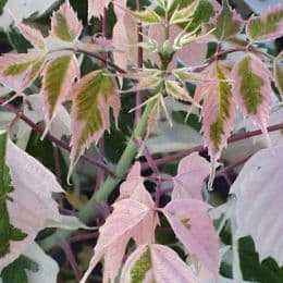 Acer Negundo Flamingo 'Erable' — port étalé, croissance vigoureuse