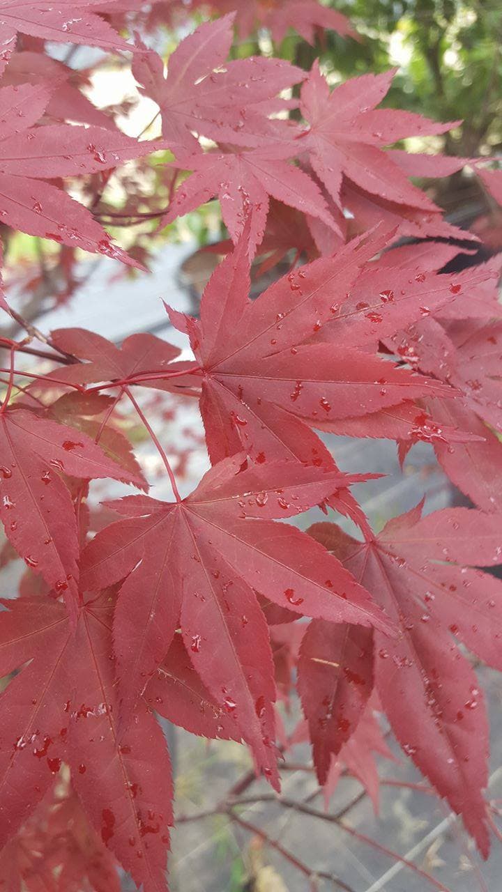 Erable japonnais (Acer Palmatum Atropurpureum) — port arrondi à étalé, souvent en boule ou pleureur selon les variétés