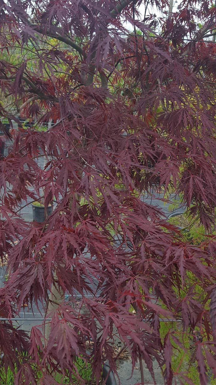 Erable japonnais (Acer Palmatum Dissectum Rosso) — port arrondi à étalé, souvent en boule ou pleureur selon les variétés