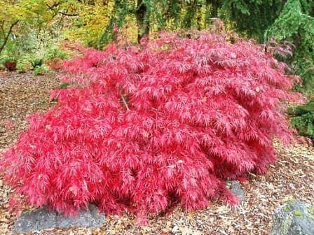 Erable japonnais (Acer Palmatum Dissectum Tamukeyama) — port arrondi à étalé, souvent en boule ou pleureur selon les variétés