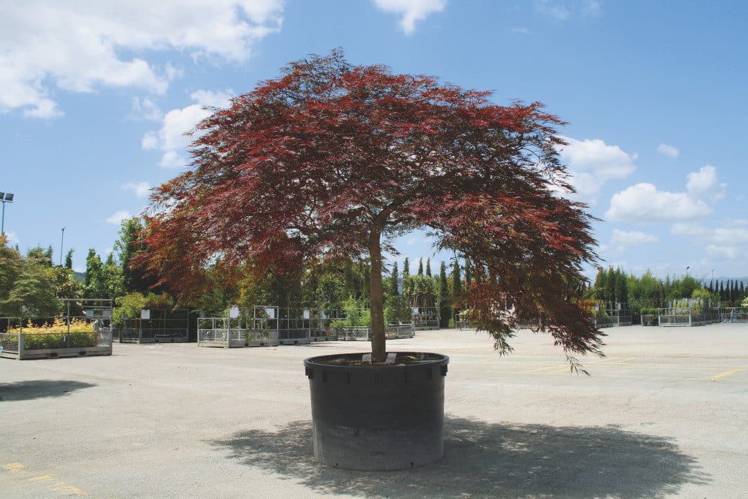 Acer palmatum var. dissectum 'Tamukeyama' – Érable du Japon