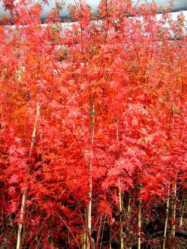 Erable japonnais (Acer Palmatum Seiryu) — port arrondi à étalé, souvent en boule ou pleureur selon les variétés