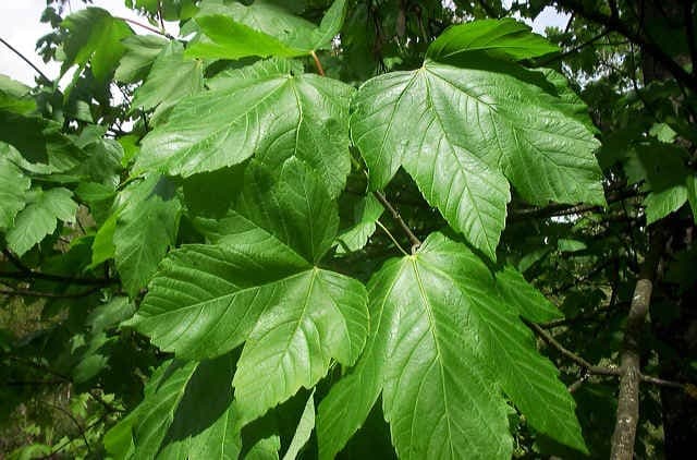 Erable sycomore (Acer Pseudoplatanus) — port ample et large, houppier très développé