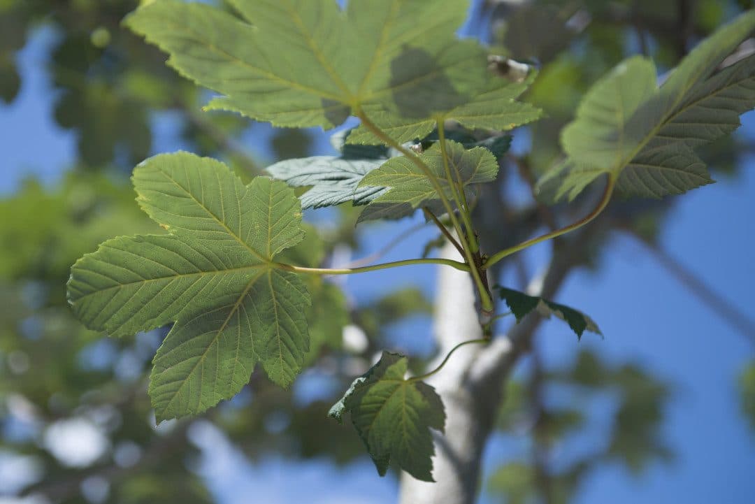 Acer pseudoplatanus – Érable sycomore