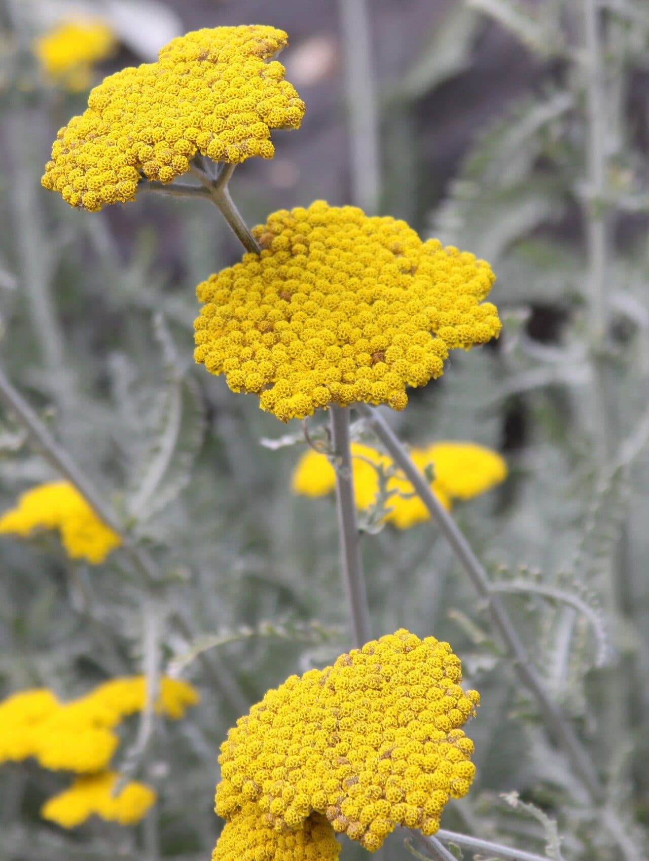 Achillea clypeolata – Achillée argentée à fleurs jaunes