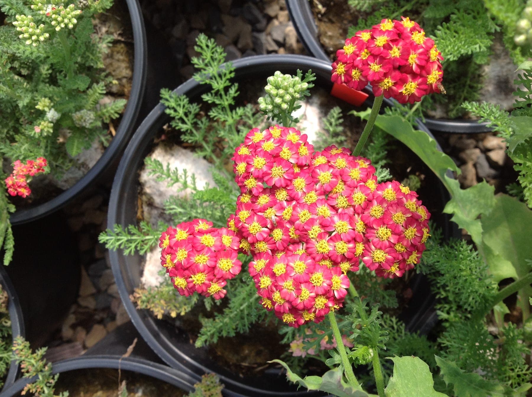 Achillea Millefolium — touffe érigée