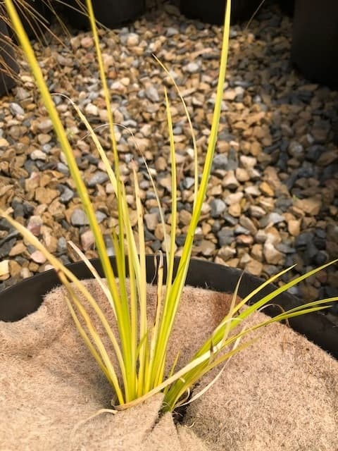 Acorus Gramineus Ogon — touffe basse en éventail