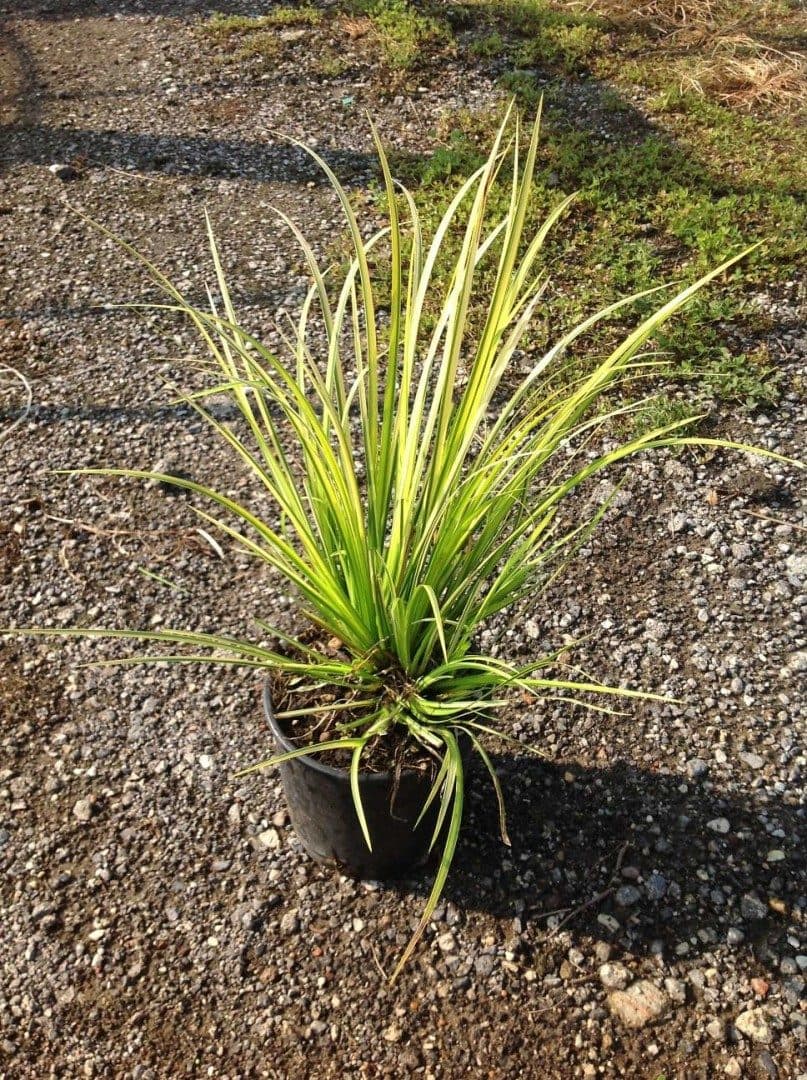 Acorus gramineus 'Ogon'
