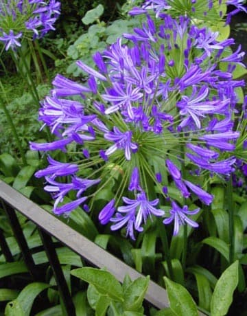 Agapanthus Africanus ou Umbellatus Bleu (Agapanthus africanus) — touffe de feuilles rubanées, hampes florales dressées