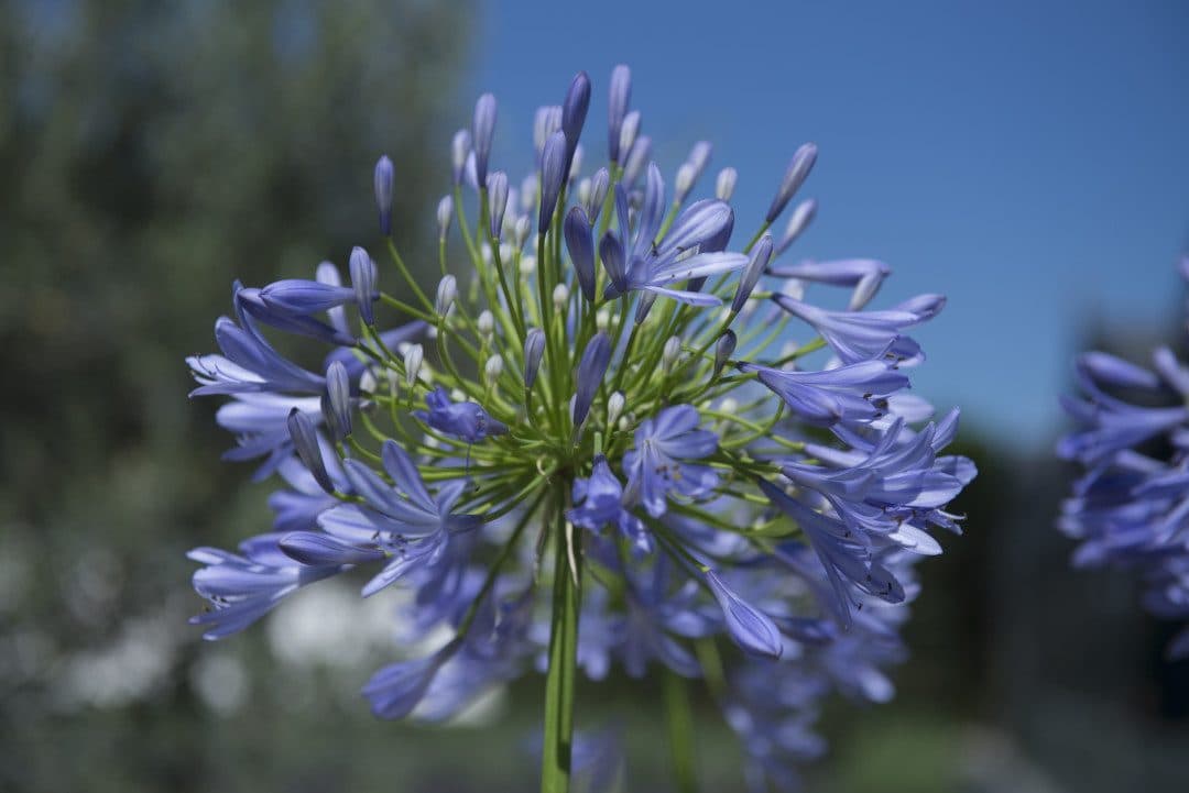 Agapanthus africanus ou umbellatus – Agapanthe bleue