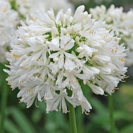 Agapanthus Africanus ou Umbellatus Blanc (Agapanthus africanus) — touffe de feuilles rubanées, hampes florales dressées