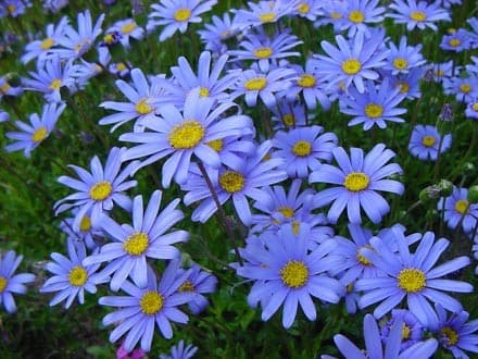 Agathea Coelestis Bleu (Agathea coelestis) — touffe basse et buissonnante