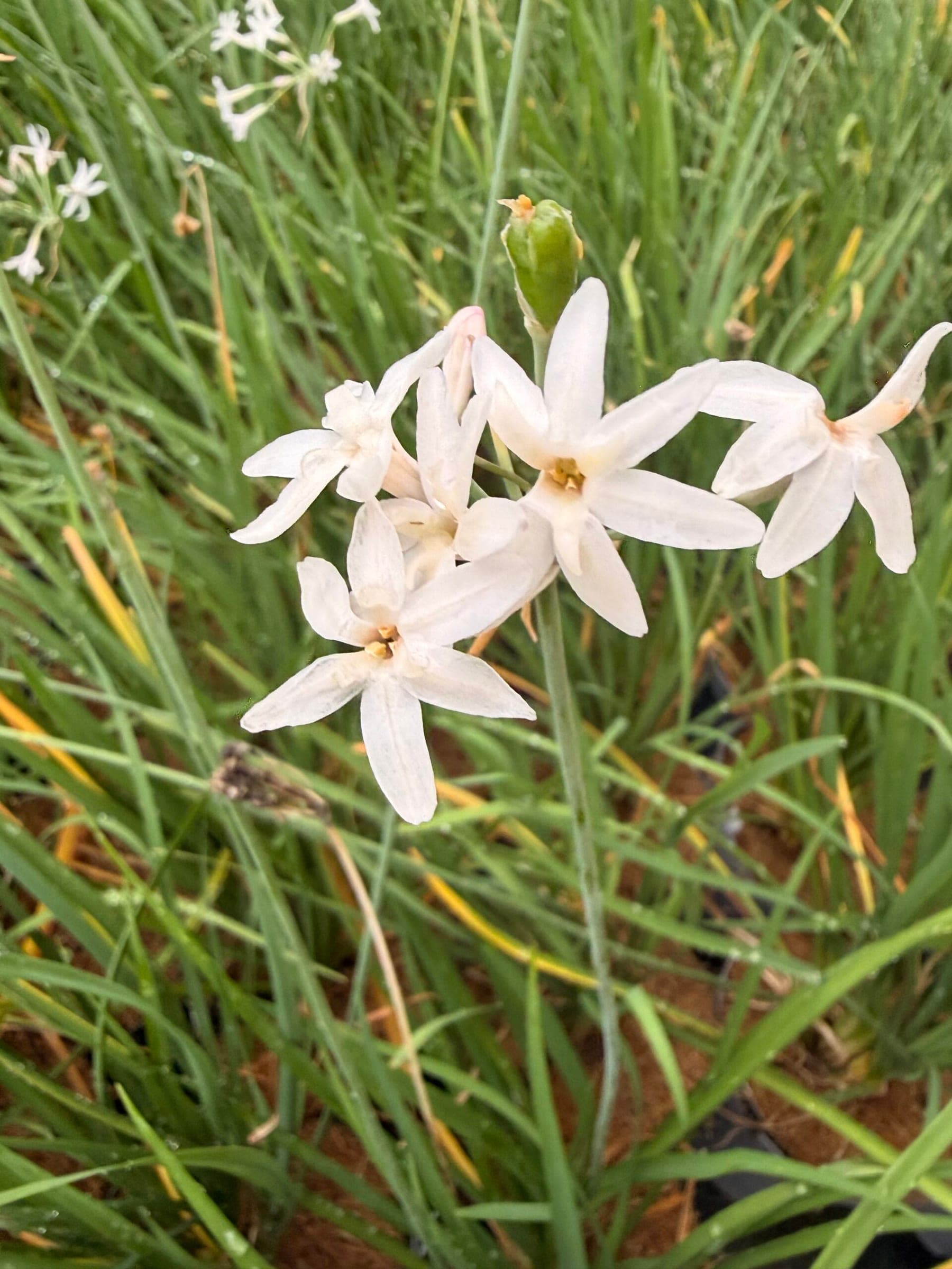 Ail d’Afrique blanc (Tulbaghia violacea ‘Alba’) — touffe en éventail
