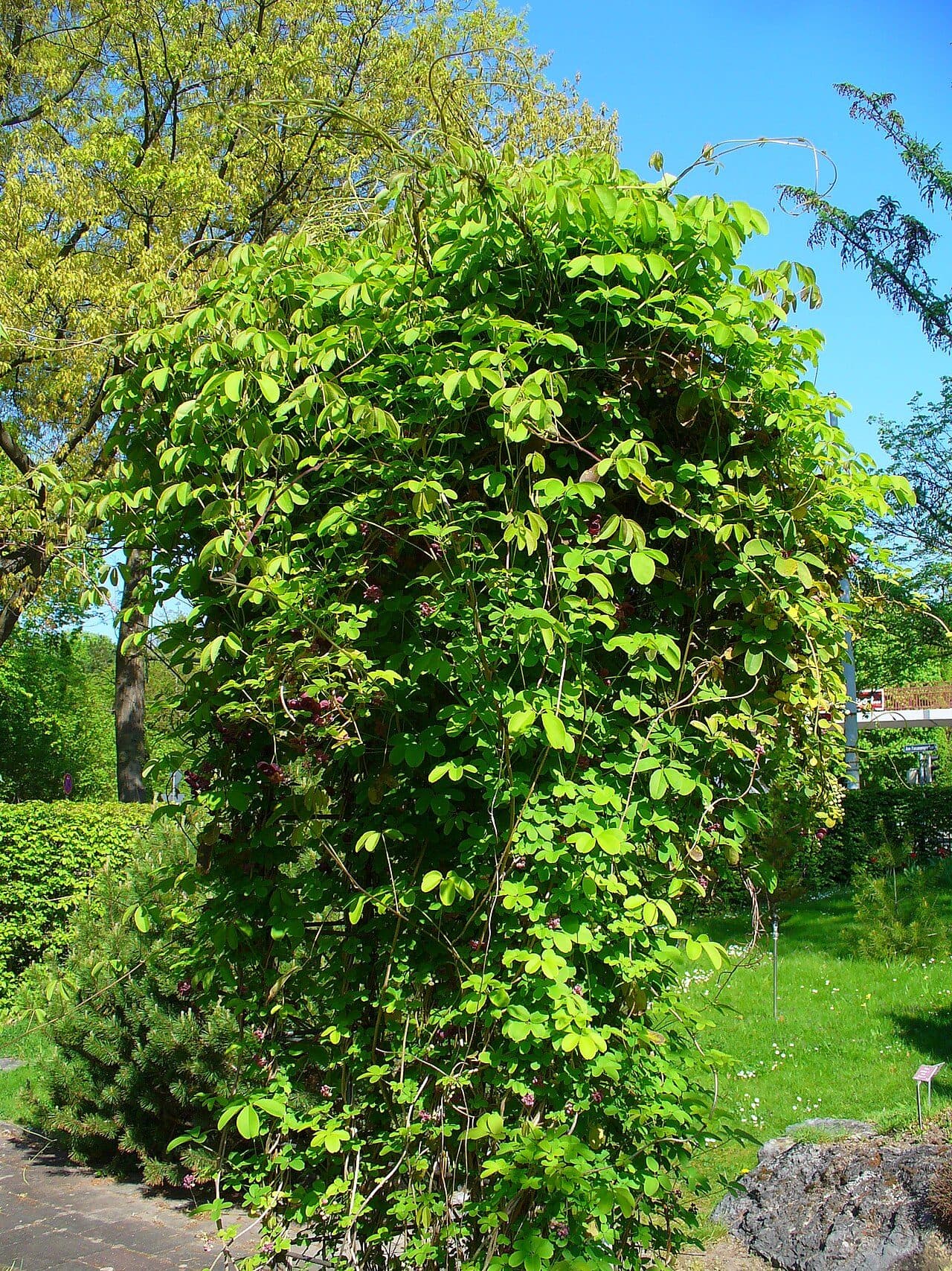 Akebia quinata – Akébie à fleurs crème