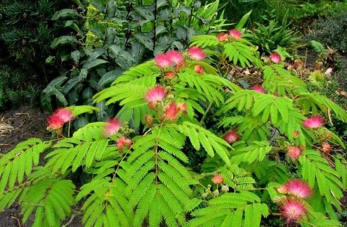 Acacia de Constantinople (Albizia Julibrissin) — port étalé, en parasol