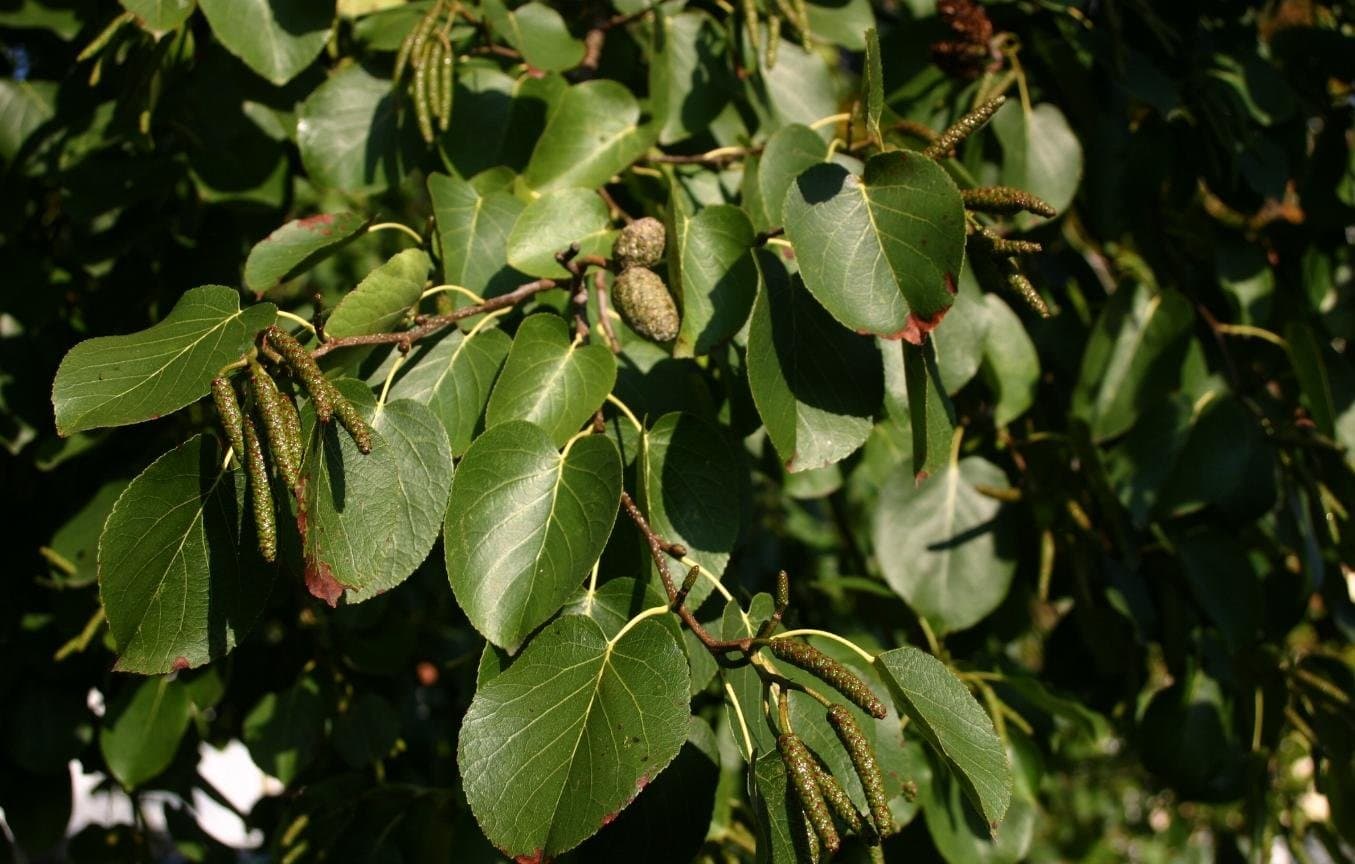 Alnus Cordata 'Aulne' — port pyramidal