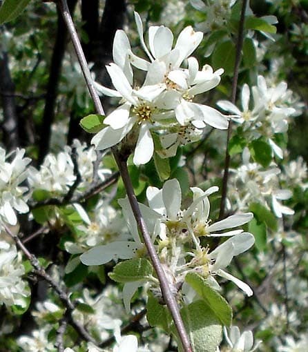 Amelanchier Ovalis — port érigé, buissonnant