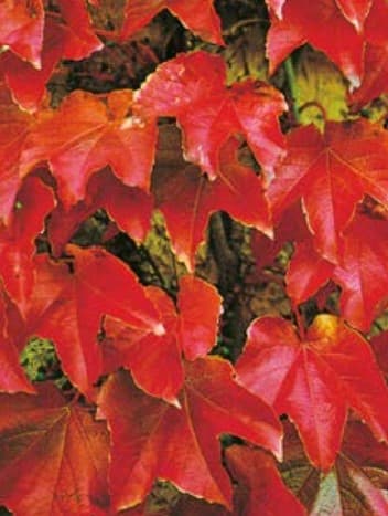 Vigne Vierge (Ampelopsis) — grimpant par vrilles, vigoureux