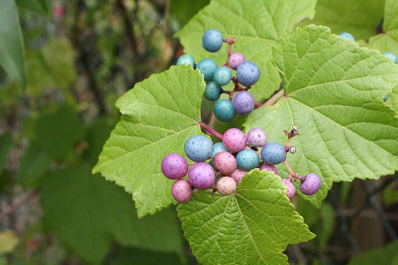 Ampelopsis – Vigne vierge