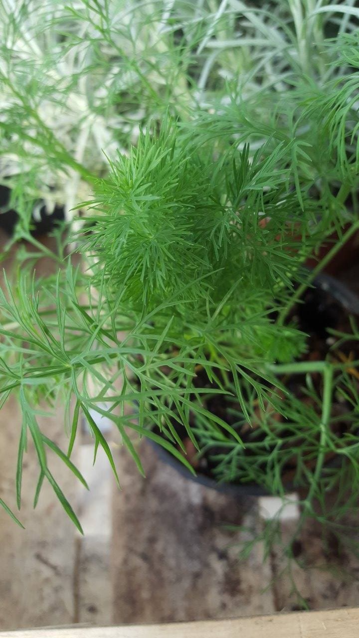 Aneth (Anethum graveolens) — touffe érigée, feuillage fin