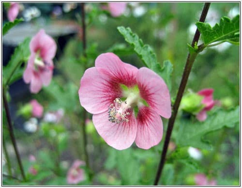 Anisodontea — port buissonnant et souple