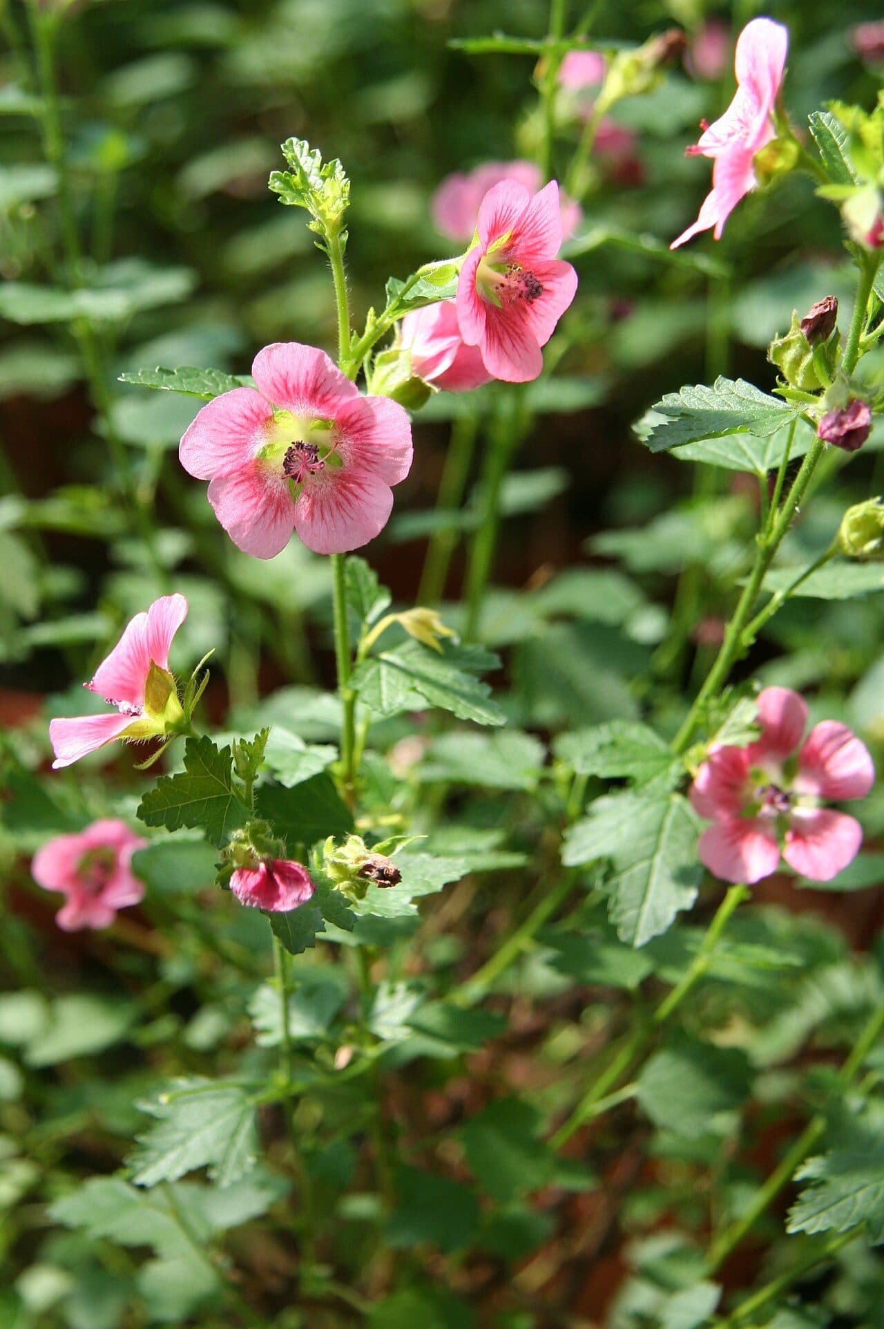 Anisodontea