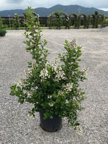 Arbuste touffu (Escallonia 'Iveyi') — port dense et arrondi