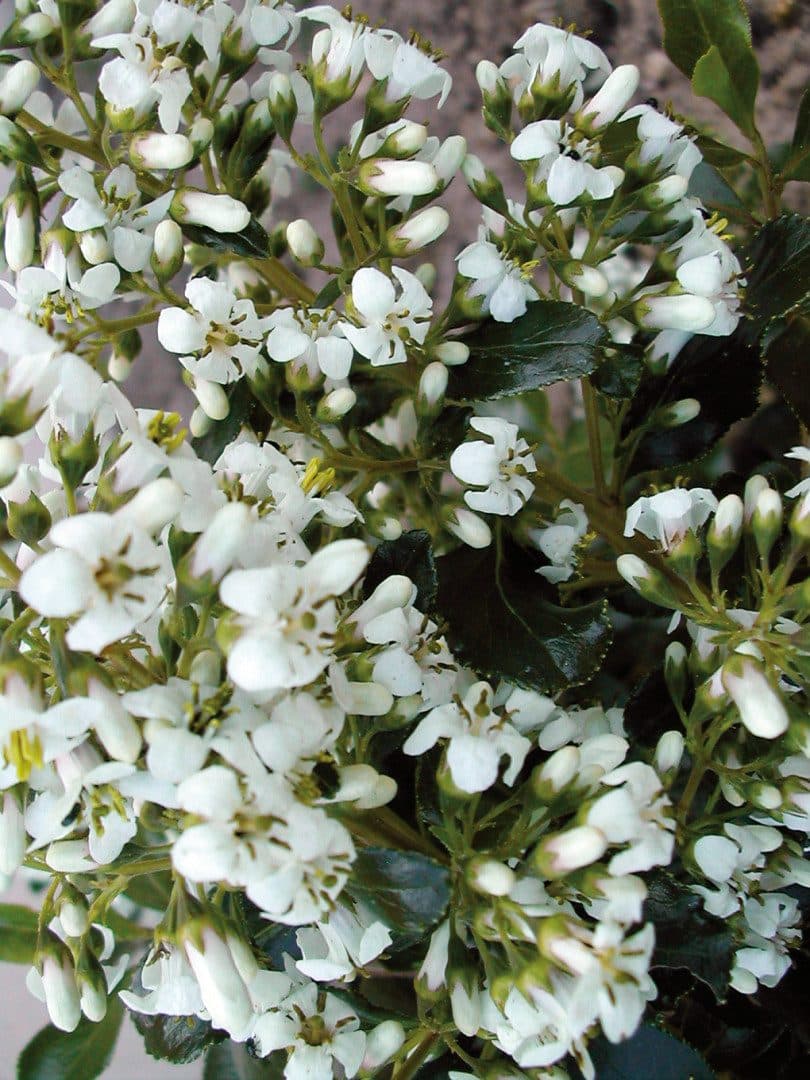 Arbuste touffu – Escallonia 'Iveyi'