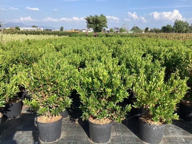 Arbousier (Arbutus unedo) — sujet en pot, port buissonnant dense
