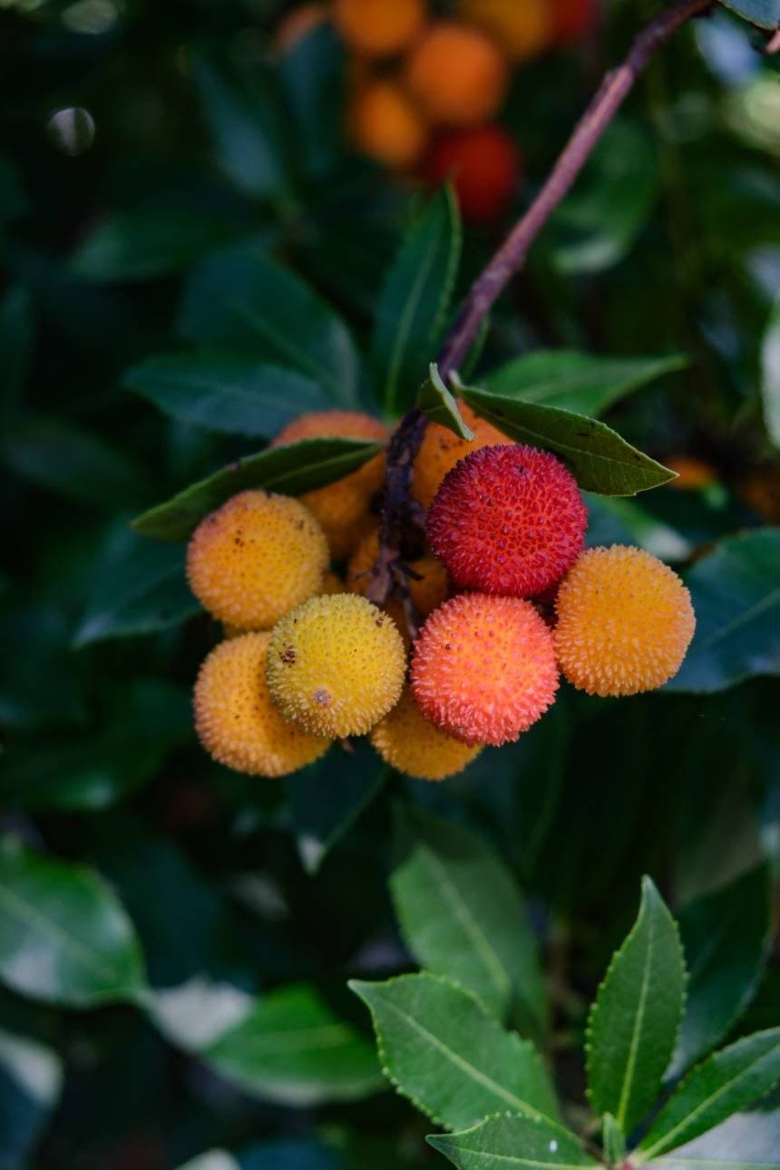 Arbutus unedo – Arbousier
